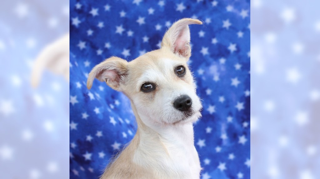 Pets of the Week: Girly Pop and Butter Pecan are ready for adoption – Press Telegram