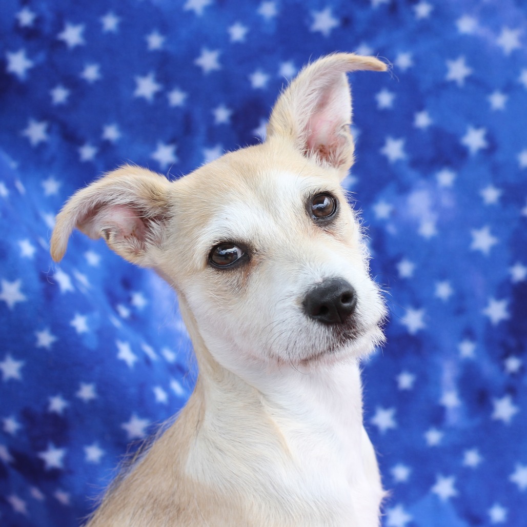 Girly Pop is a 3-month-old, Chihuahua and terrier mix. (Photo...