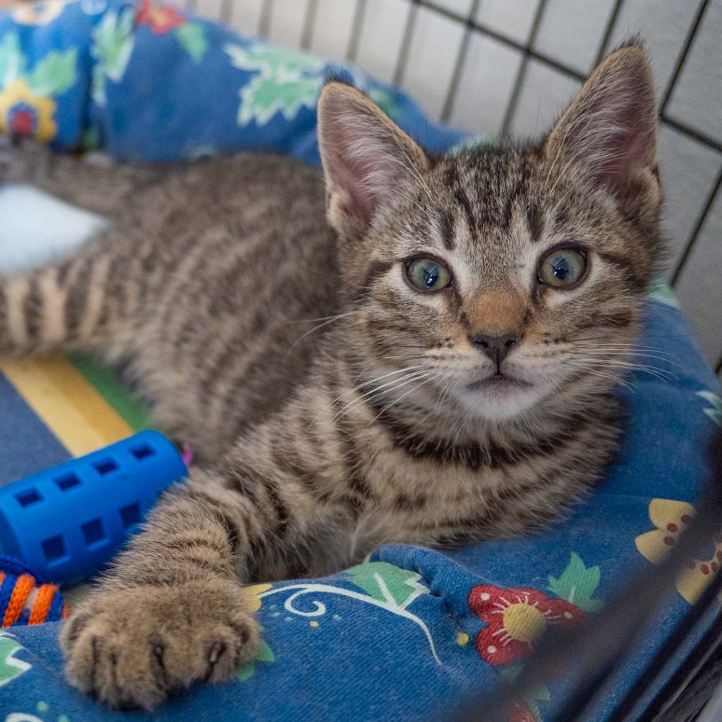 Butter Pecan is a 2-month-old, male, domestic shorthair. (Photo courtesy...
