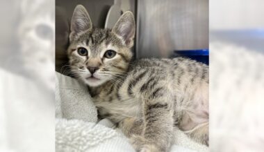 Pets of the Week: Marcille and Bear are ready for adoption – Press Telegram