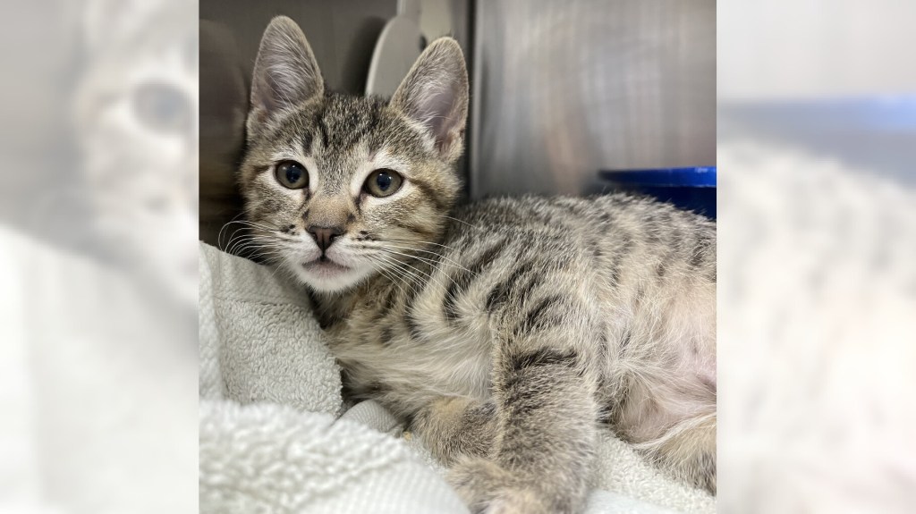 Pets of the Week: Marcille and Bear are ready for adoption – Press Telegram