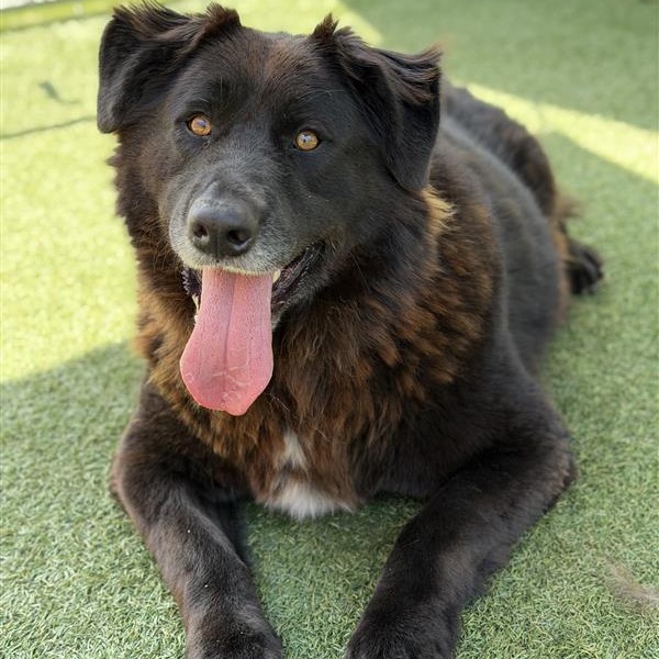 Bear is a 5-year-old, male, Labrador retriever and shepherd mix....