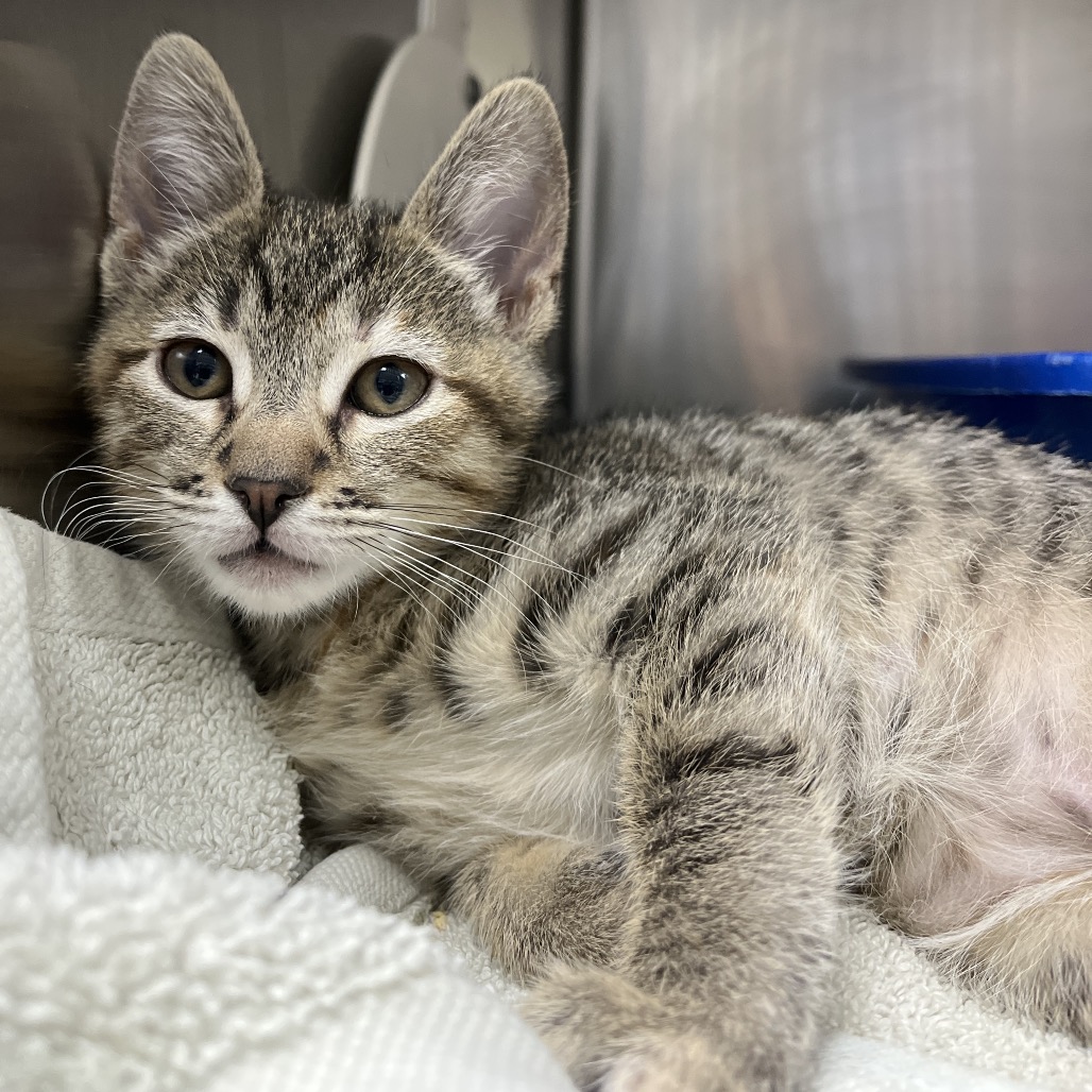 Marcille is a 2-month-old, female, domestic shorthair kitten. (Photo courtesy...