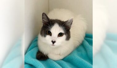 Pets of the Week: Curly and Pickle are ready for adoption – Press Telegram