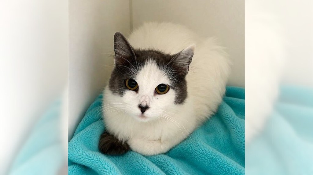 Pets of the Week: Curly and Pickle are ready for adoption – Press Telegram