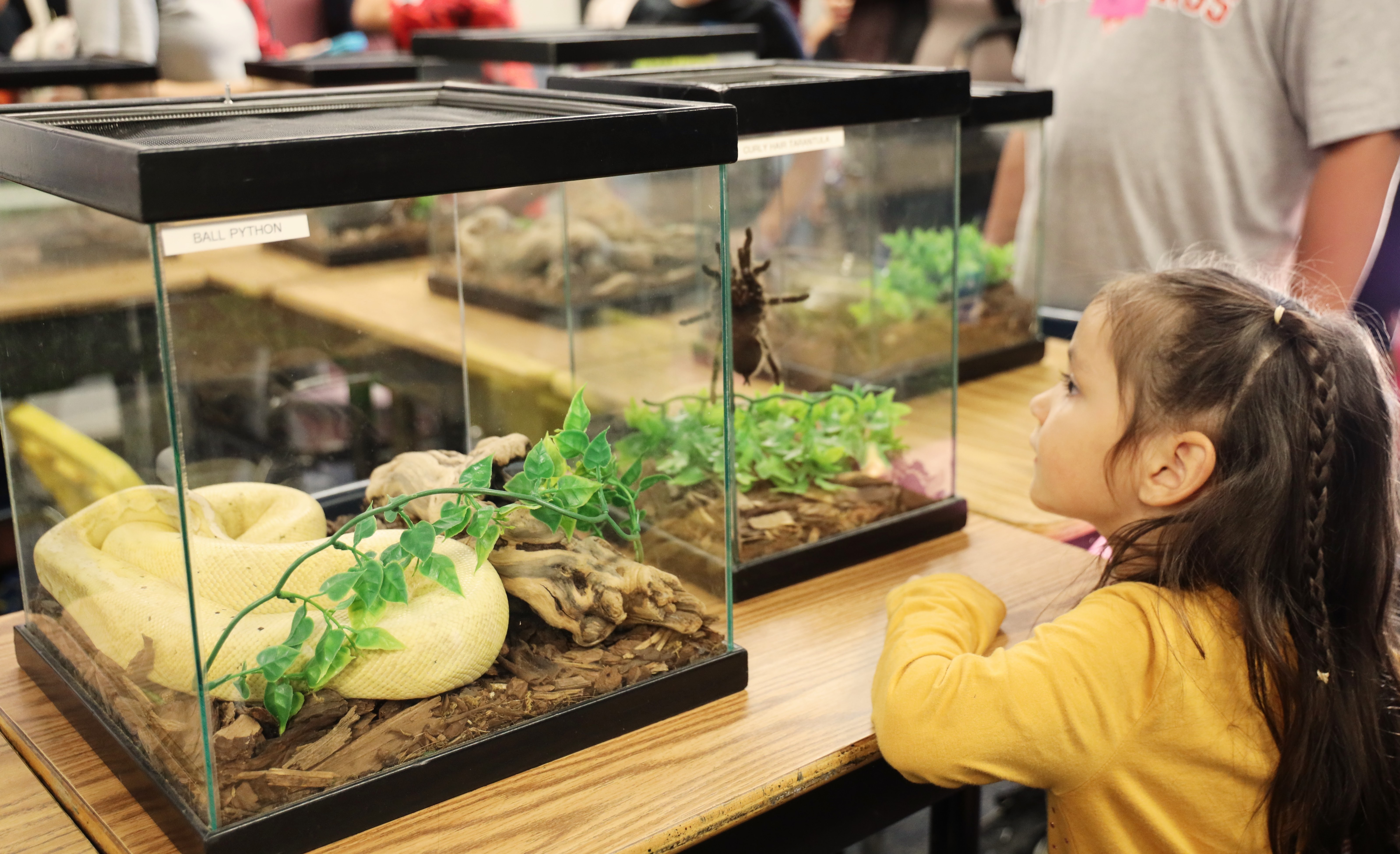 Maple Elementaryâs annual Family STEAM Night engages students and families...