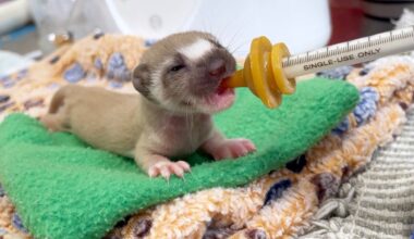 First long-tailed weasel admitted to San Diego Humane Society returned to wild – NBC 7 San Diego