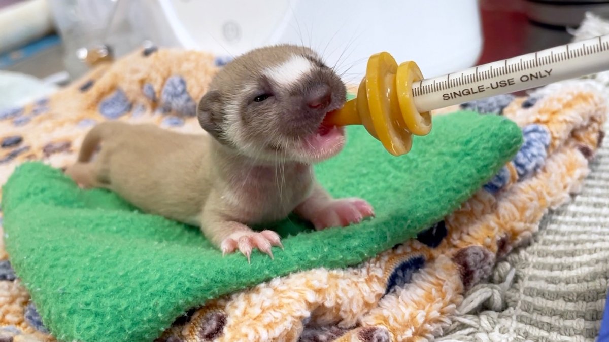 First long-tailed weasel admitted to San Diego Humane Society returned to wild – NBC 7 San Diego