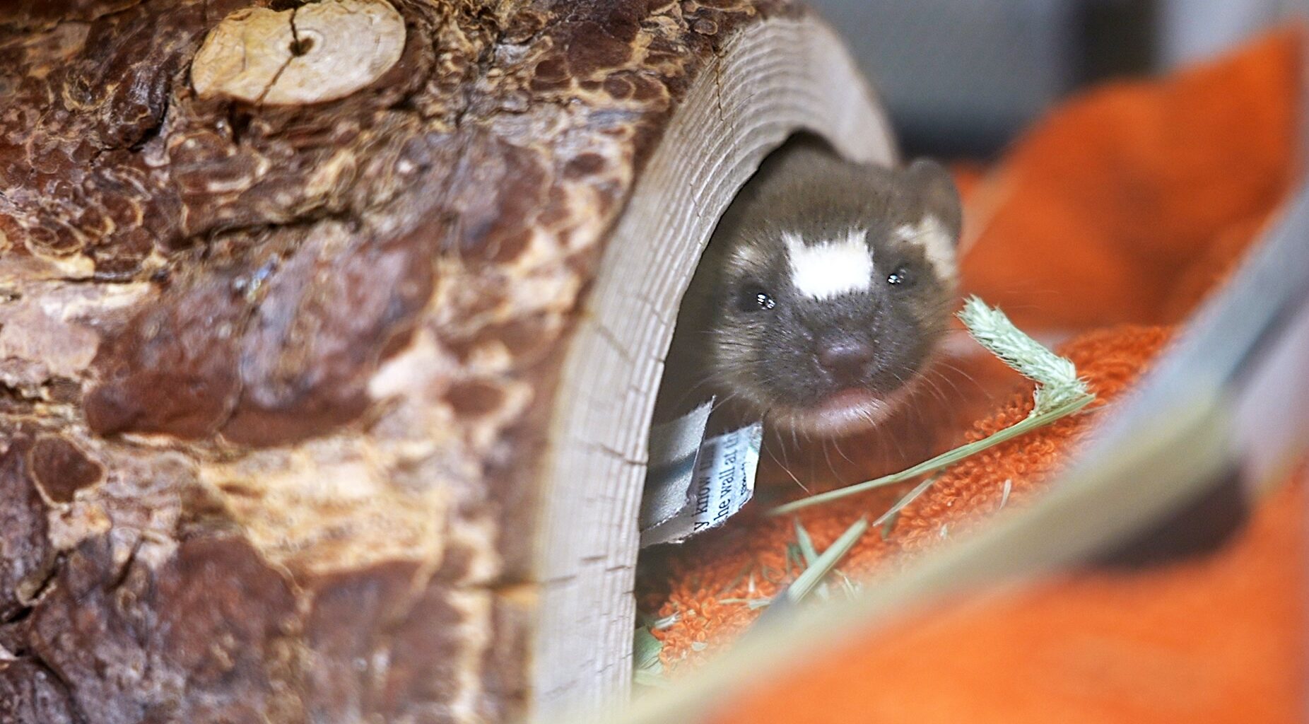 Project Wildlife successfully rehabilitates and releases orphaned weasel