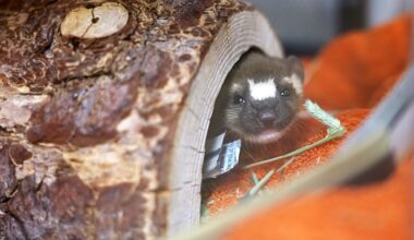 Project Wildlife successfully rehabilitates and releases orphaned weasel