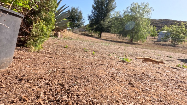 A successfully rehabilitated long-tailed weasel runs free after being released by the San Diego Humane Society. (Photo courtesy SDHS)