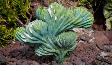 Succulent show heads to SF – Marin Independent Journal