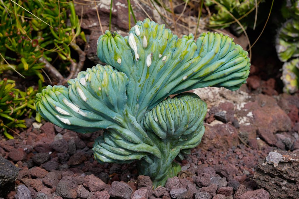 Succulent show heads to SF – Marin Independent Journal