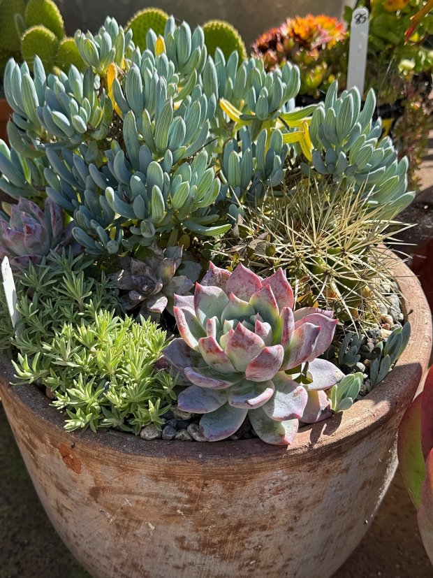 Succulents in a pot. (Photo by Martha Proctor)