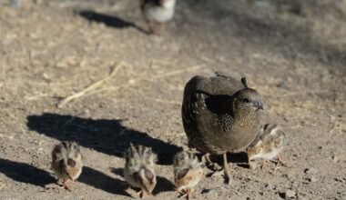 West Marin author’s book highlights California birds – Marin Independent Journal