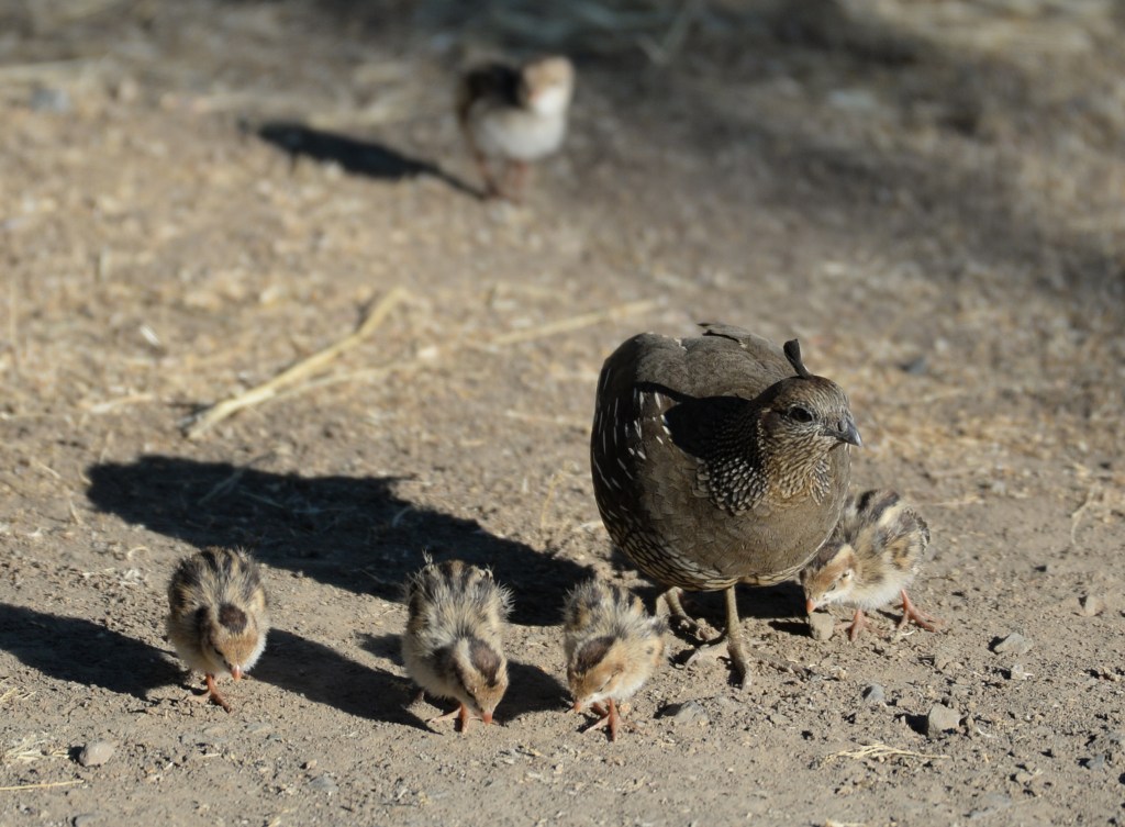 West Marin author’s book highlights California birds – Marin Independent Journal