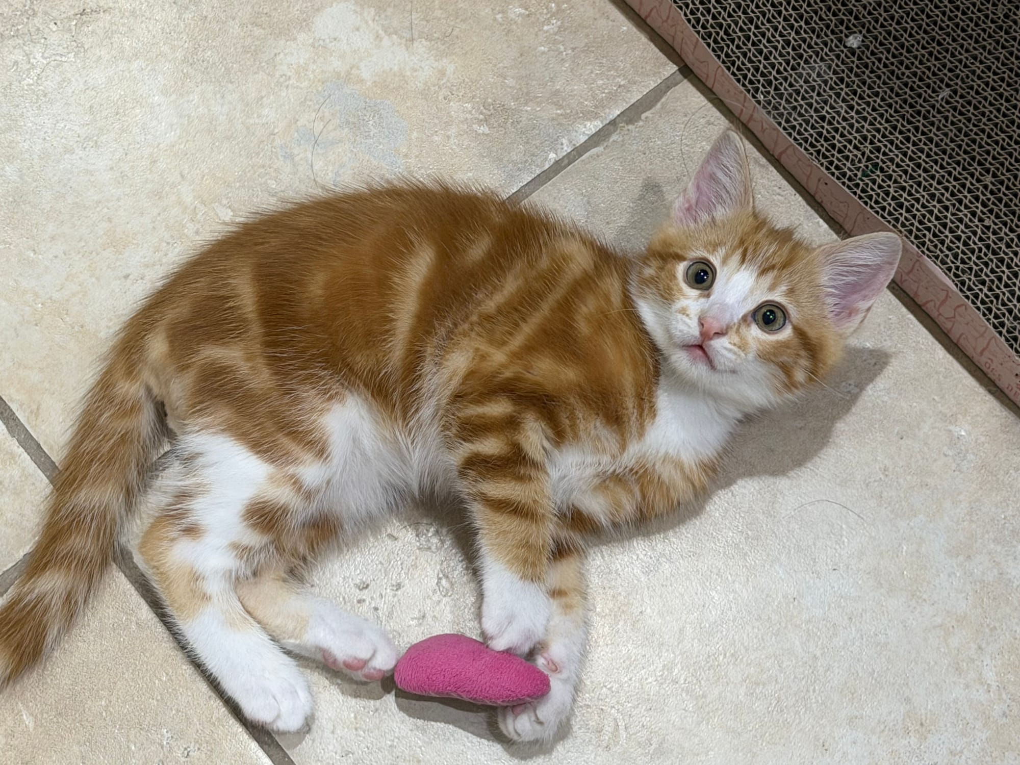 An orange and white cat plays with a small pink cat toy.