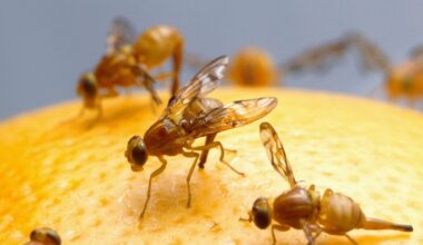Mexican Fruit Fly Quarantine Expanded in San Diego County | News