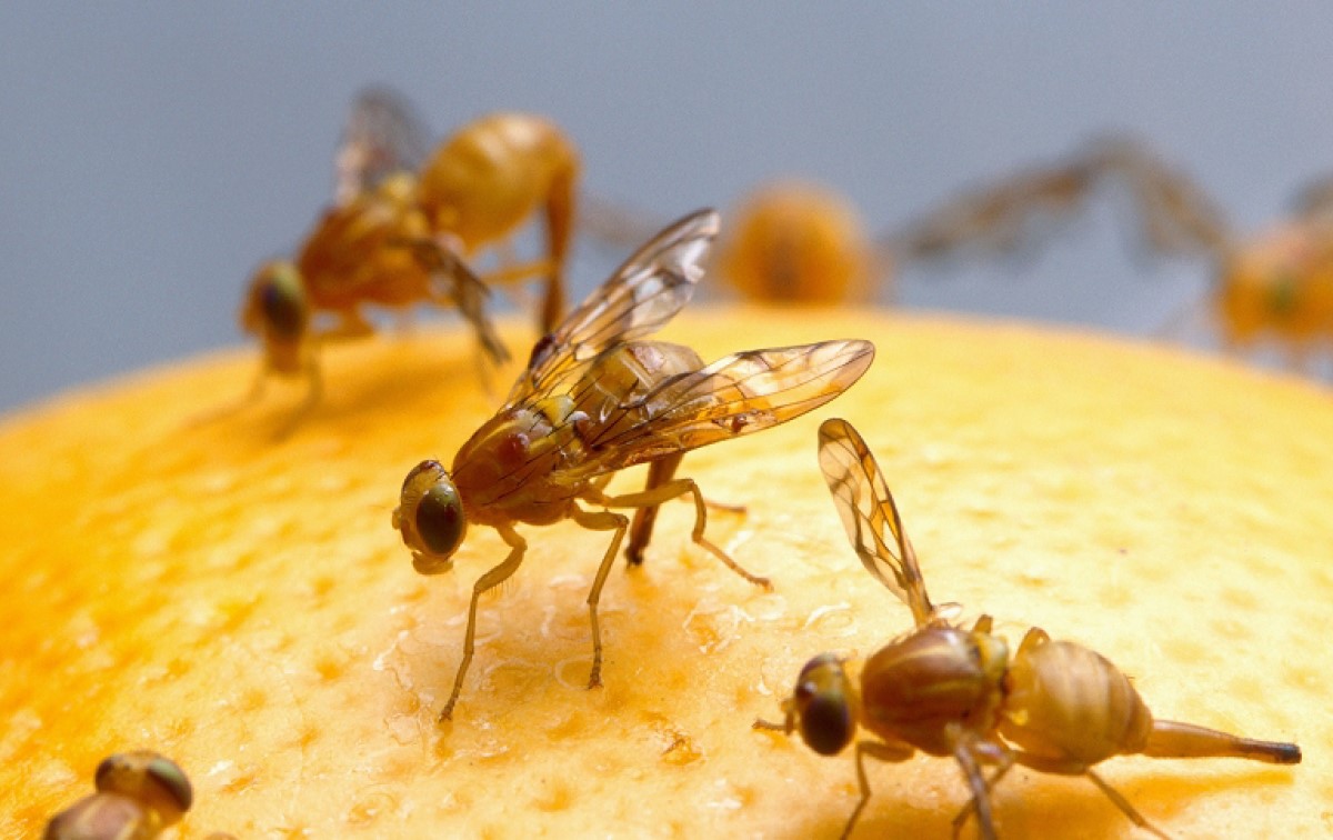 Mexican Fruit Fly Quarantine Expanded in San Diego County | News