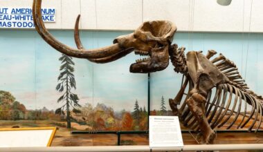 Elmer the Mastodon heading to Cranbrook this summer – The Oakland Press