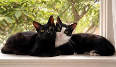 Kittens Bing Bing and Ming Ming are playful, joyous siblings – Orange County Register