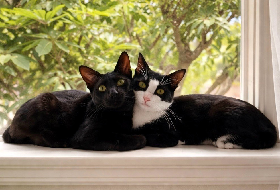 Kittens Bing Bing and Ming Ming are playful, joyous siblings – Orange County Register