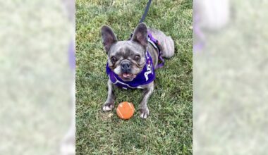 French bulldog Cleo is fun, sweet and so ready to make you happy – Orange County Register