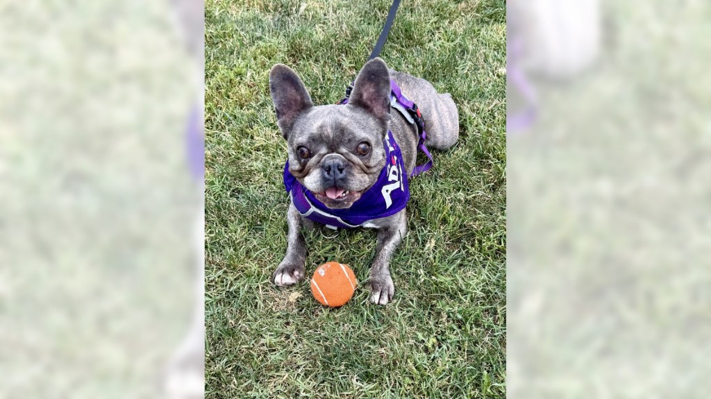 French bulldog Cleo is fun, sweet and so ready to make you happy – Orange County Register