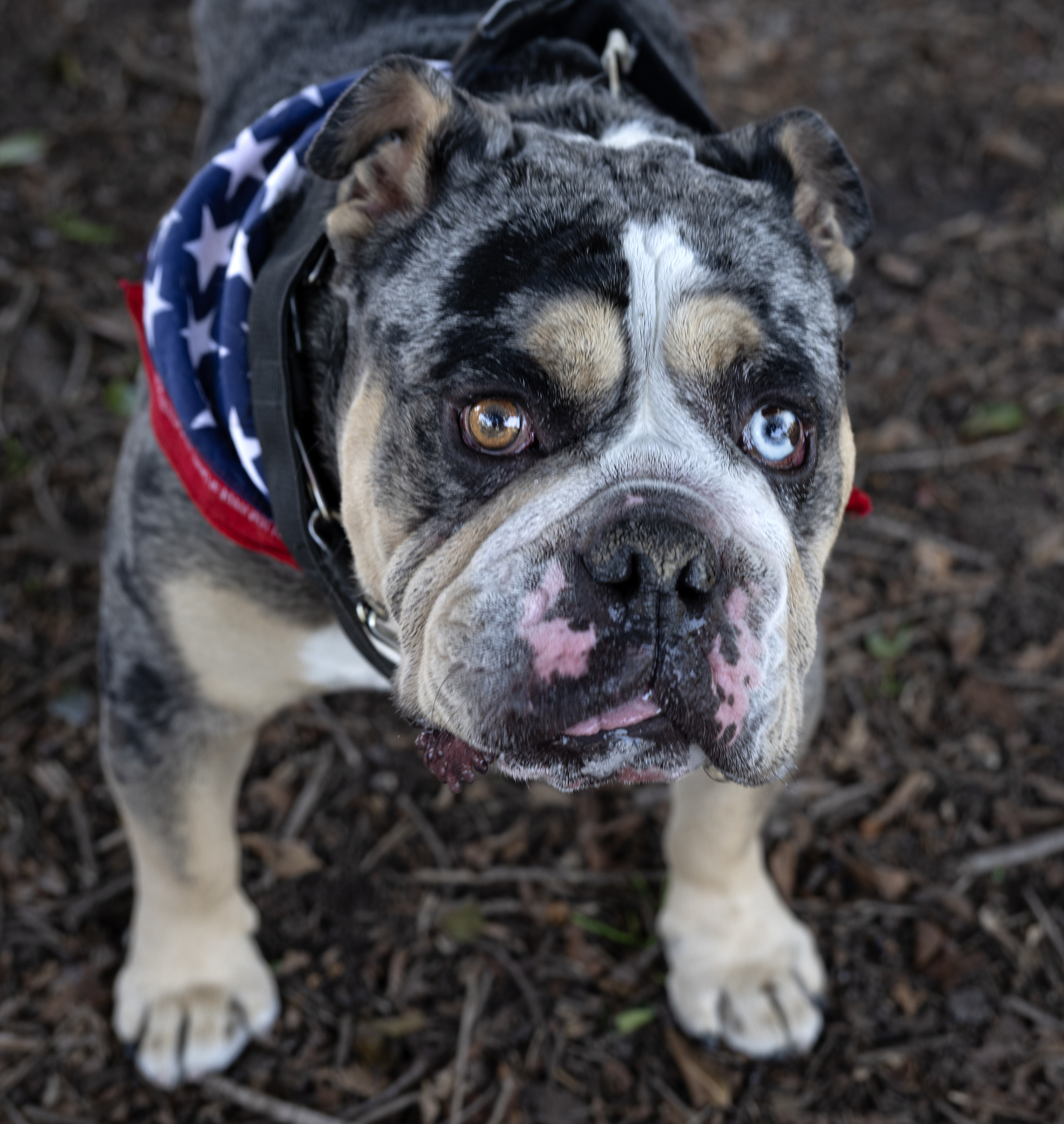 Thurston marches with the dogs during the 31st annual Anaheim...