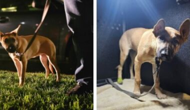 California lawmakers consider a bill to fast-track adoptions for abused animals – Orange County Register