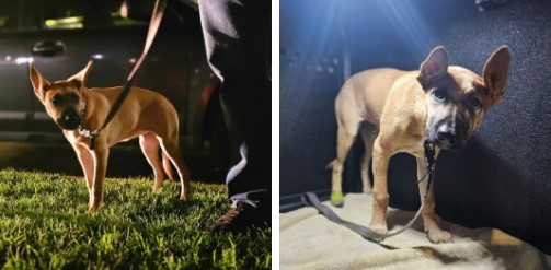 California lawmakers consider a bill to fast-track adoptions for abused animals – Orange County Register