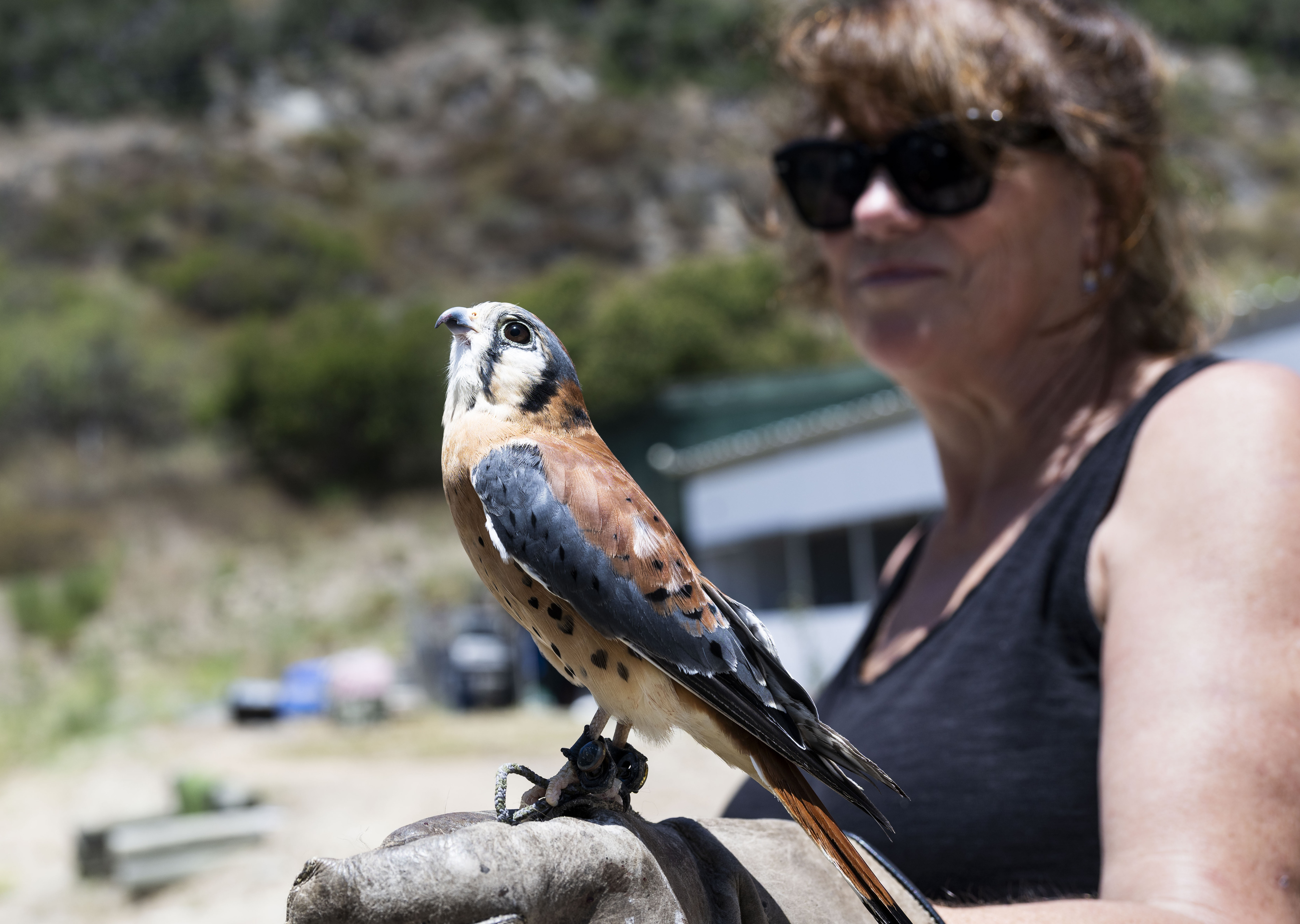 Orange County Bird of Prey Center Director of Administration Joanne...