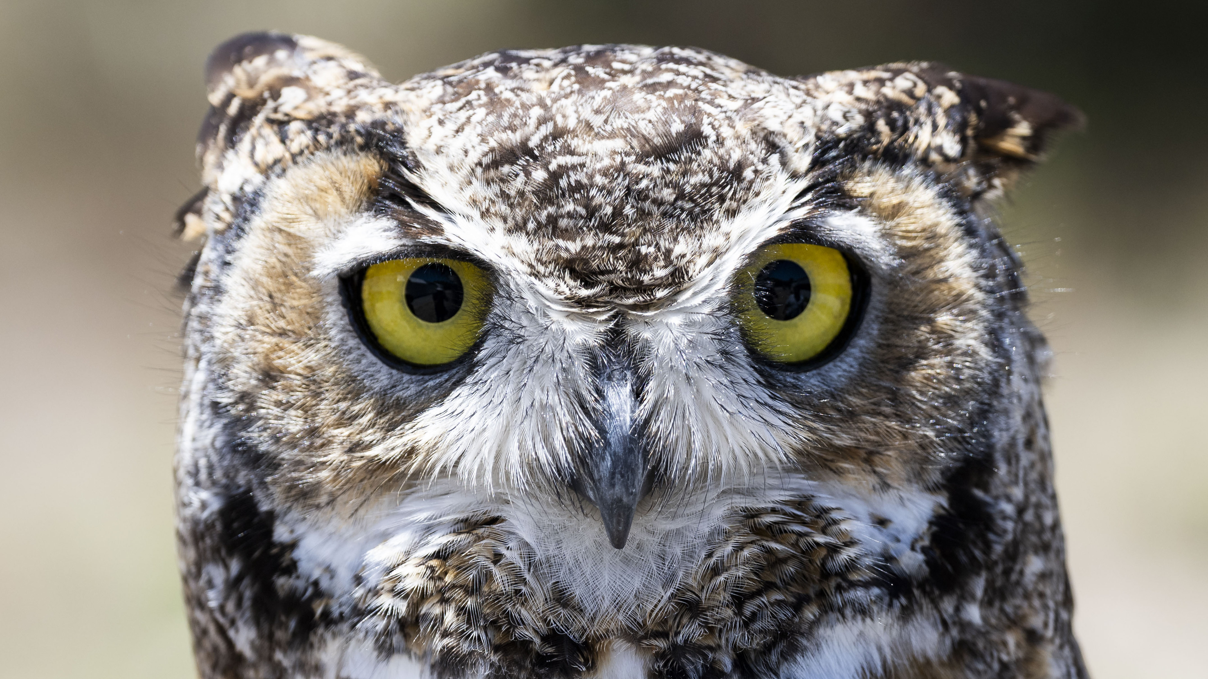 A Great Horned owl is one of the education ambassadors...