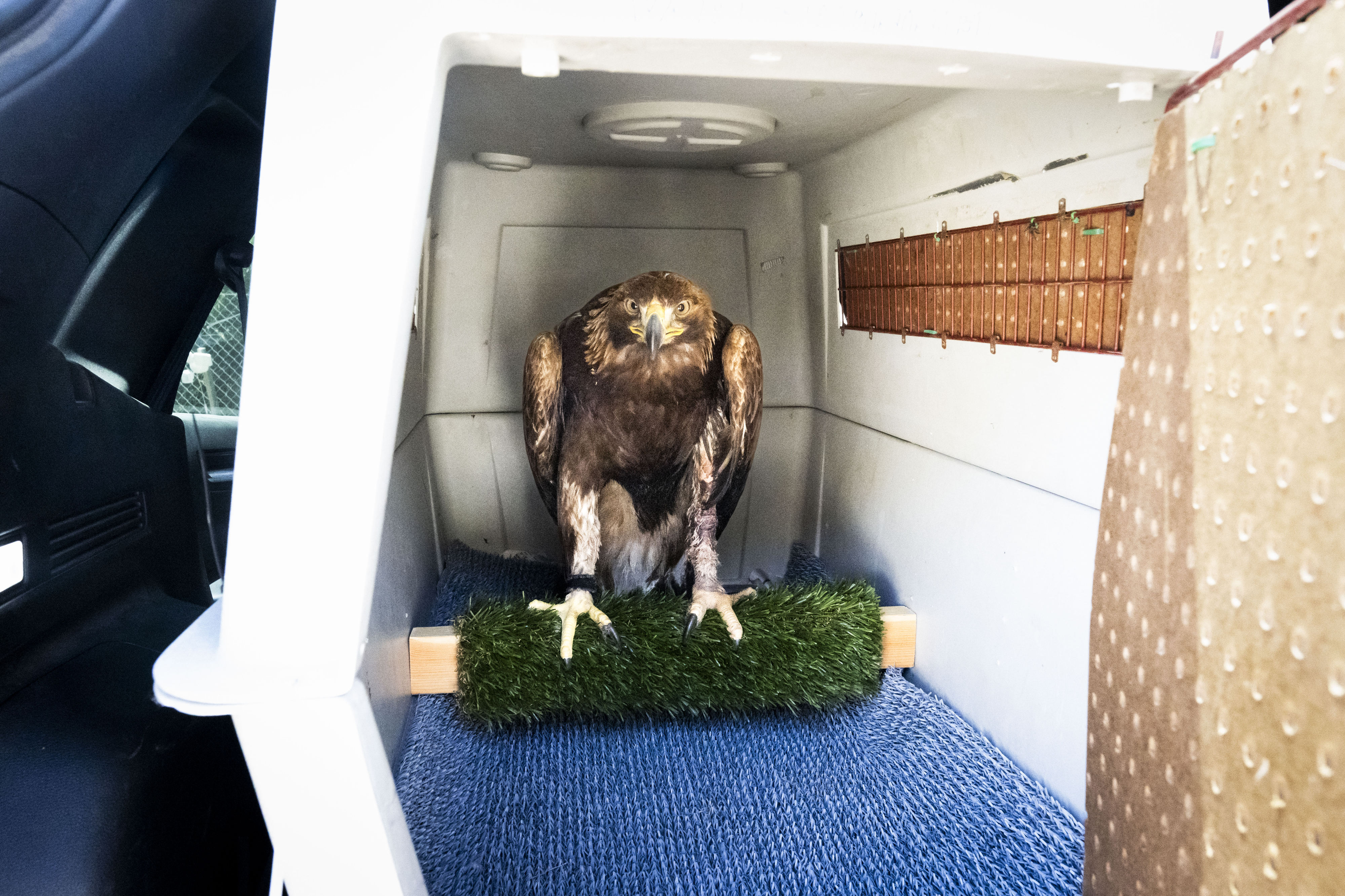 A Golden eagle is prepared to be taken from the...