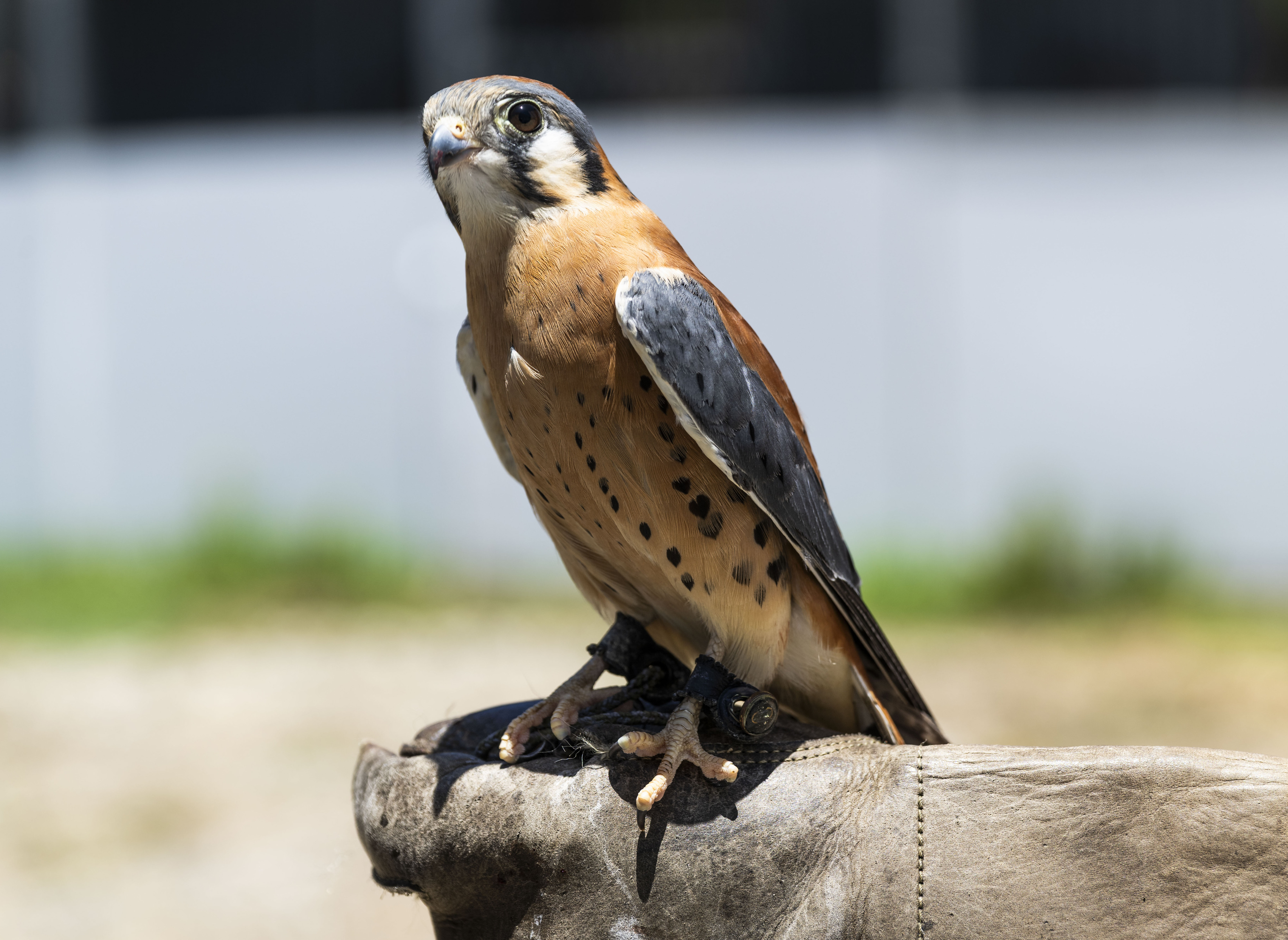 An American kestrel is an education ambassador at the Orange...