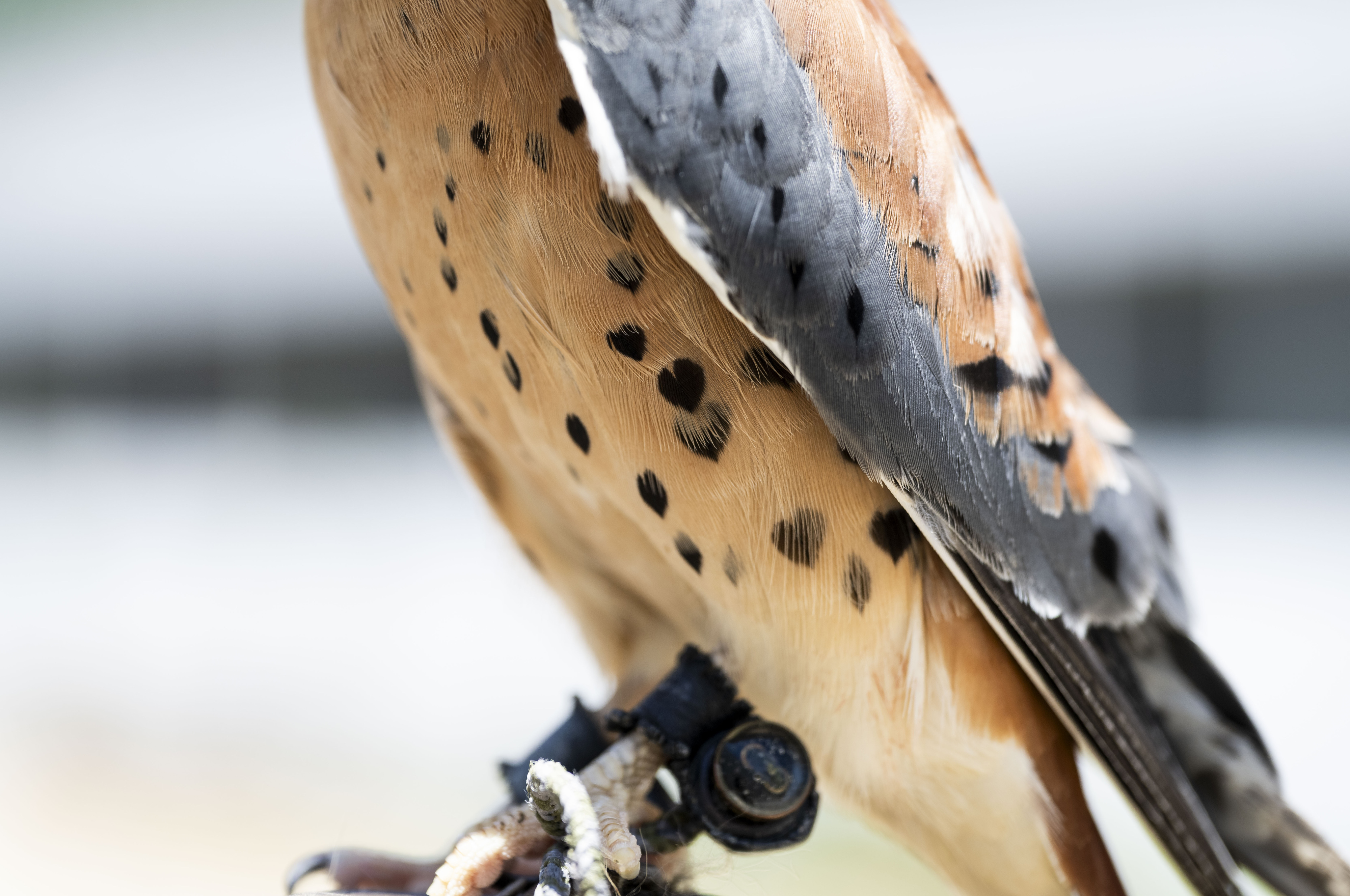 An American kestrel, with its heart-shaped pattern, is an education...
