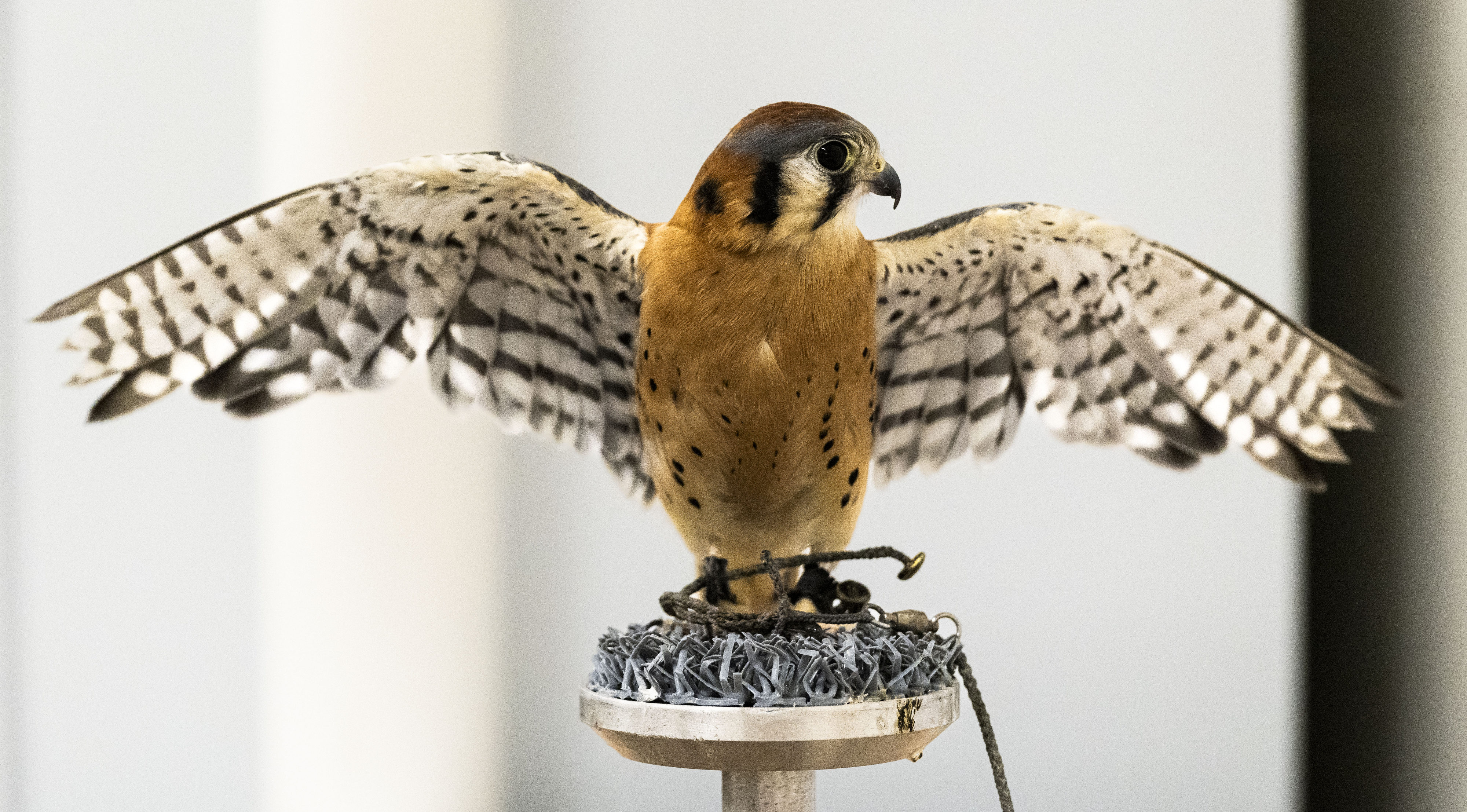 An American kestrel is an education ambassador at the Orange...