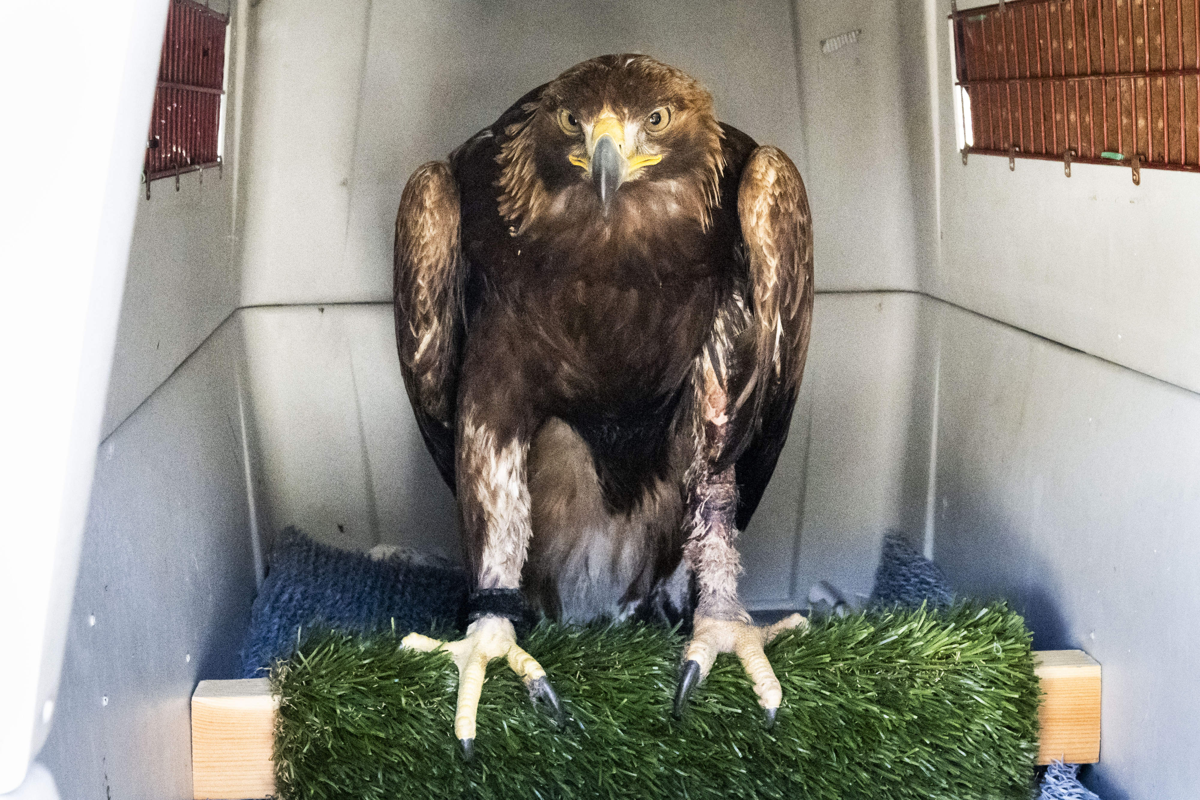 A Golden eagle is prepared to be taken to a...