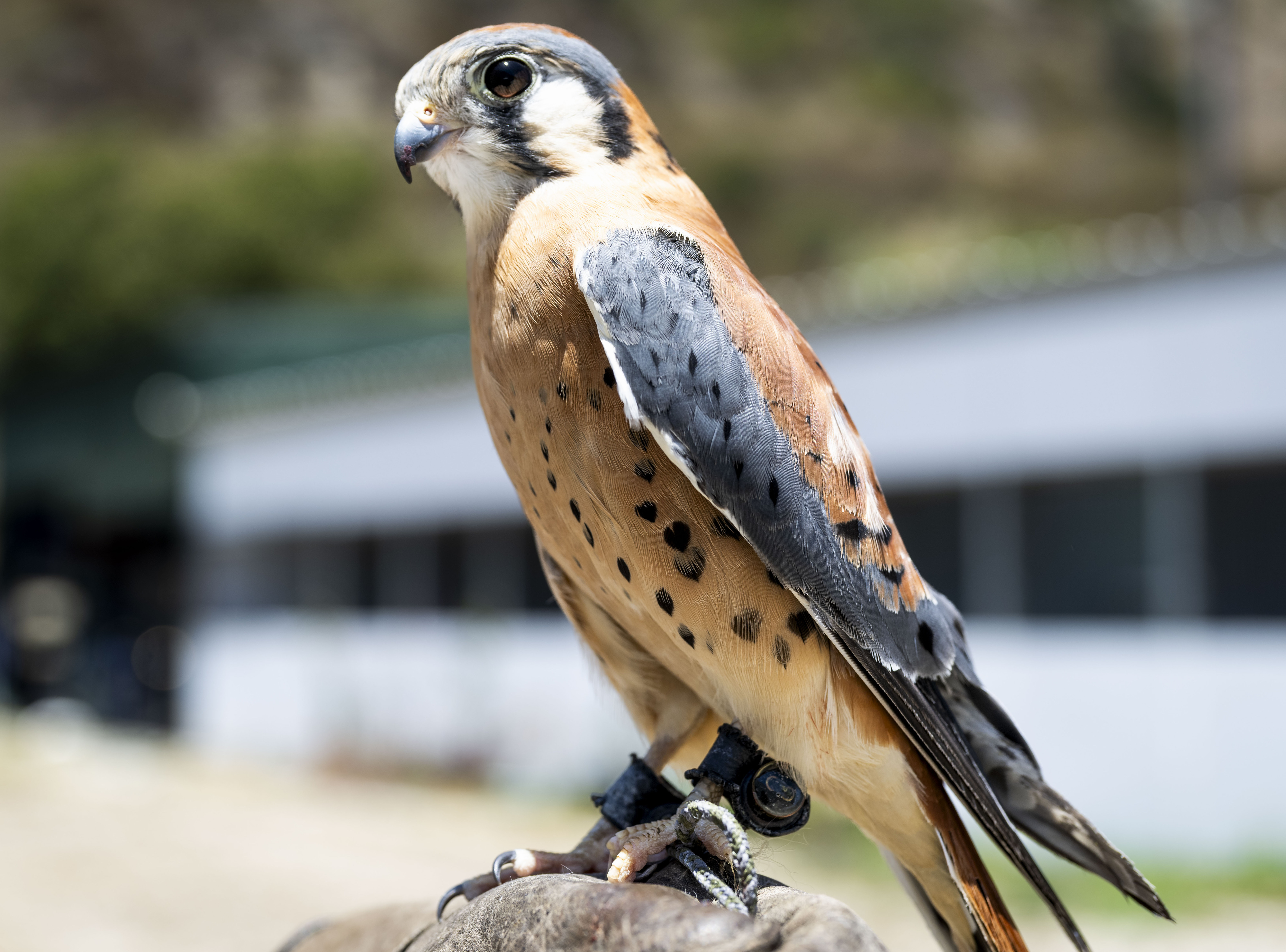 An American kestrel, with its heart-shaped pattern, is an education...