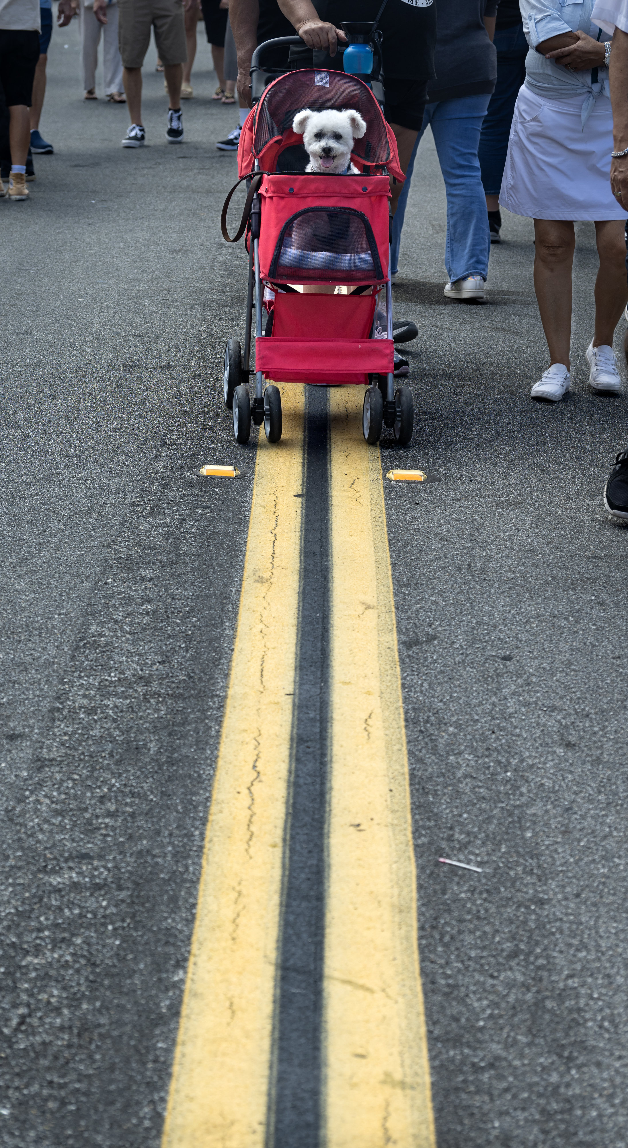 Teddy cruises through the Brea Father’s Day Car Show in...