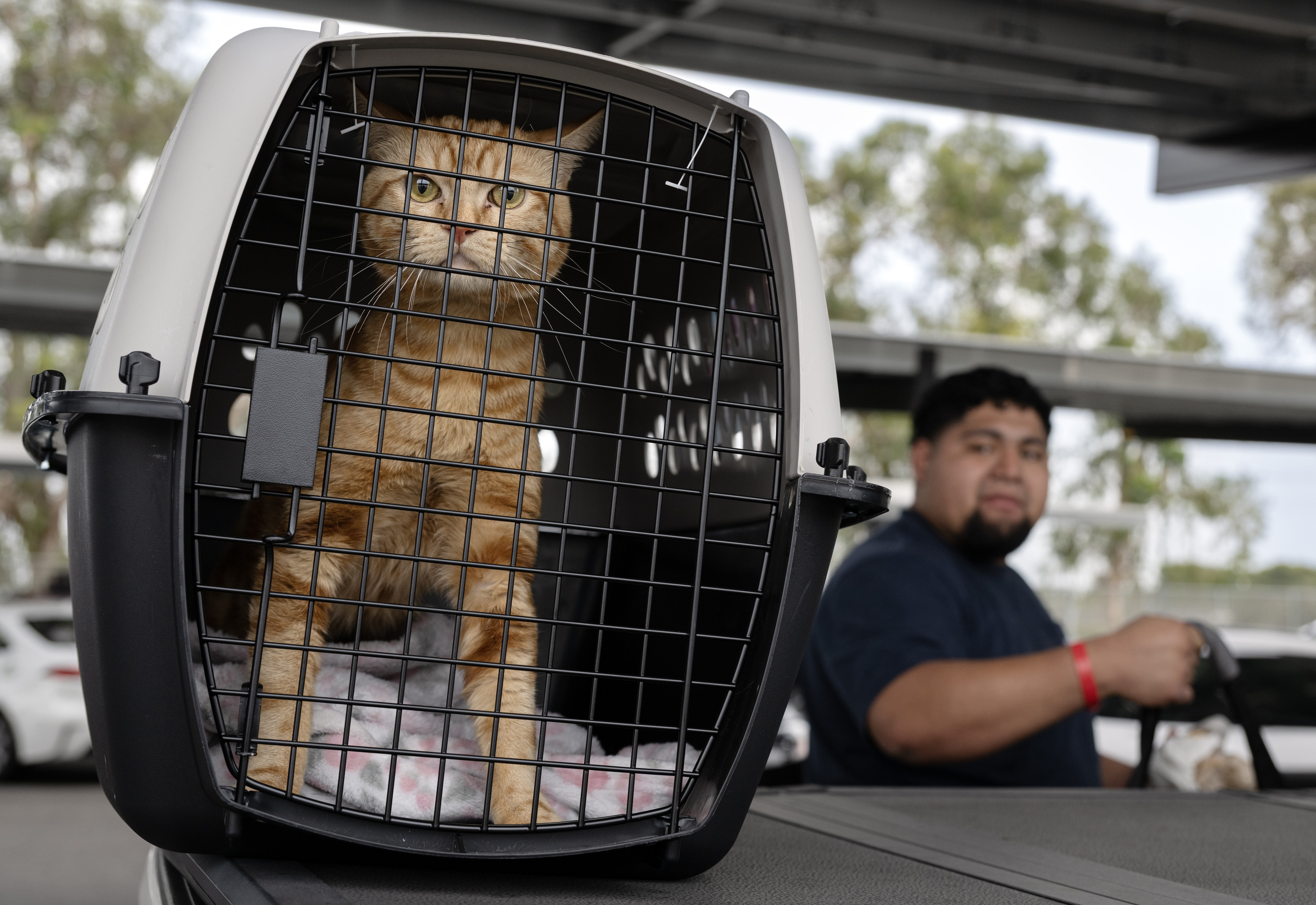 Gallo, an emotional support cat for a Marine veteran who...