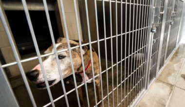 Adoption fees waived at 150 animal shelters in Southern California on June 6 – Orange County Register