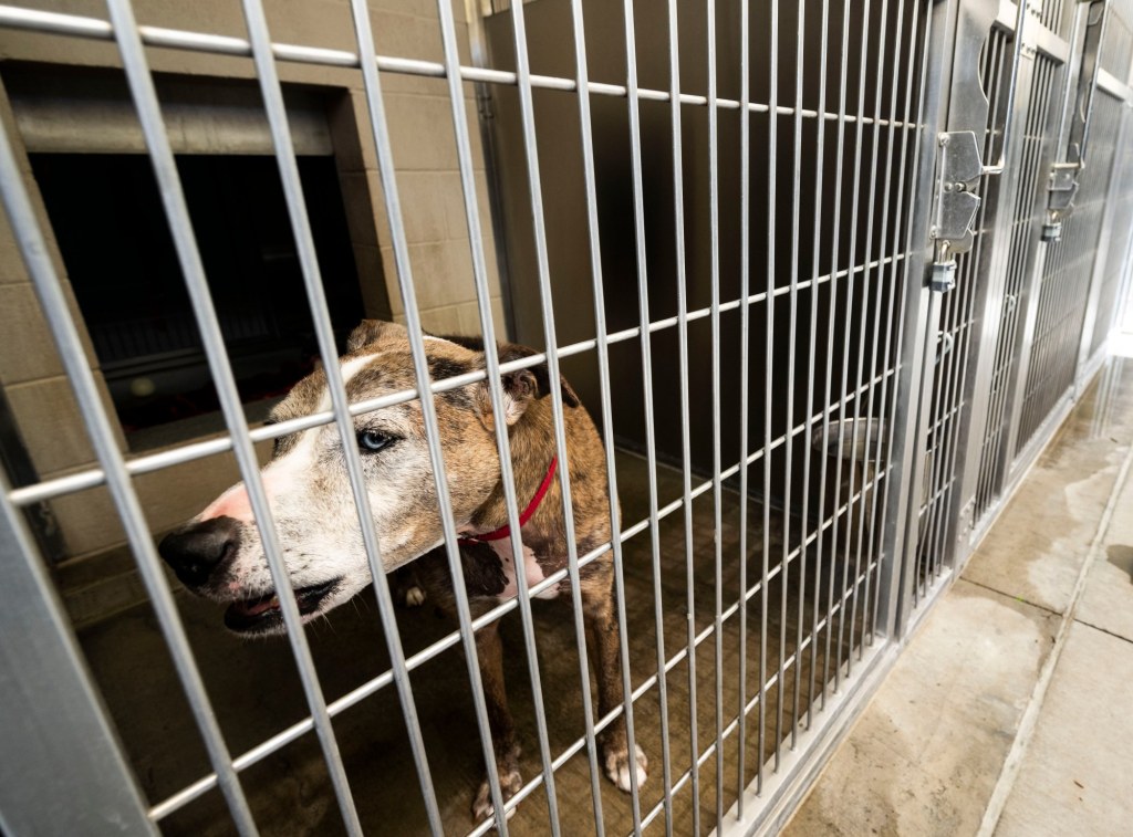 Adoption fees waived at 150 animal shelters in Southern California on June 6 – Orange County Register