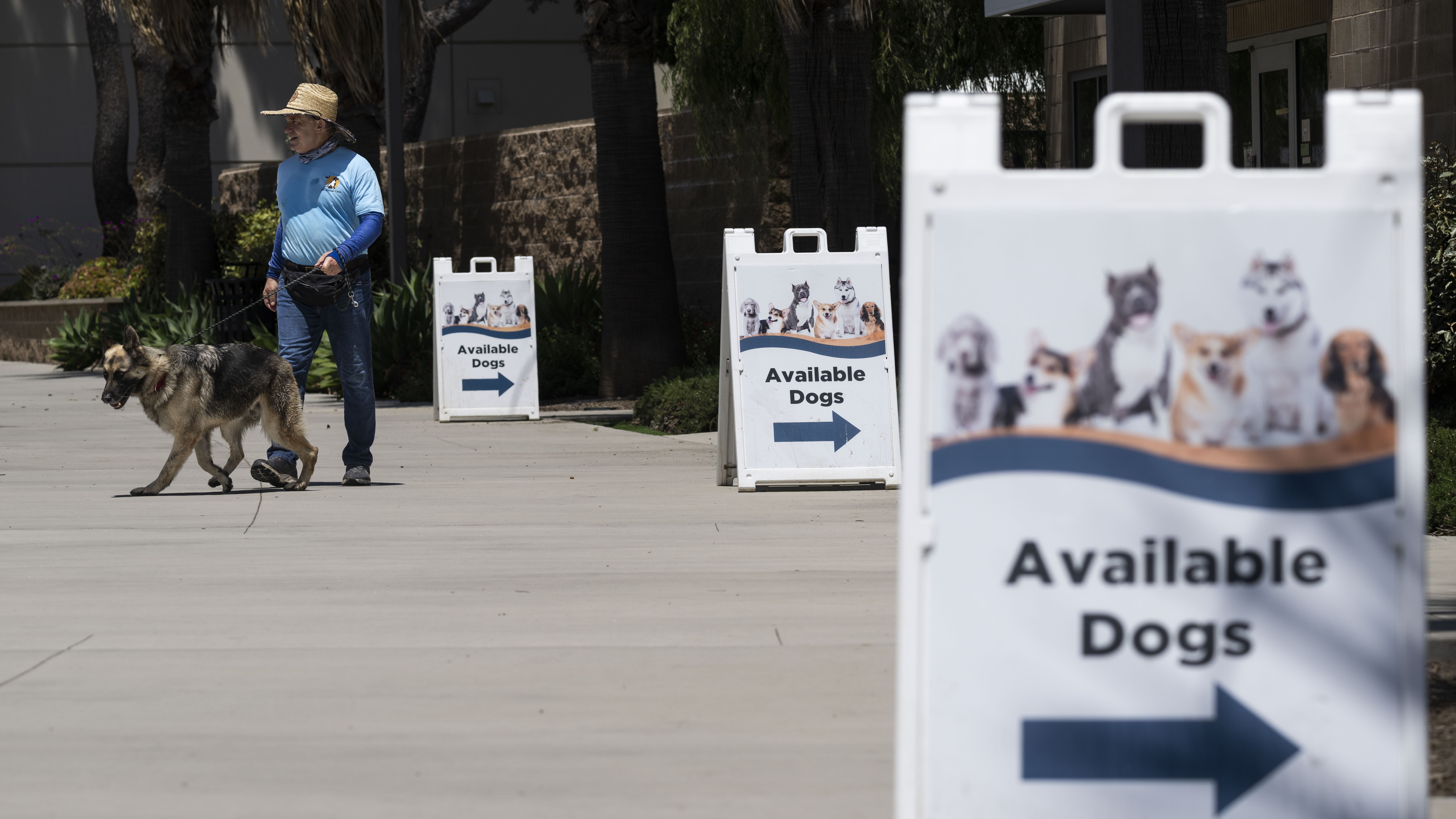 A dog gets exercise at OC Animal Care in Tustin...