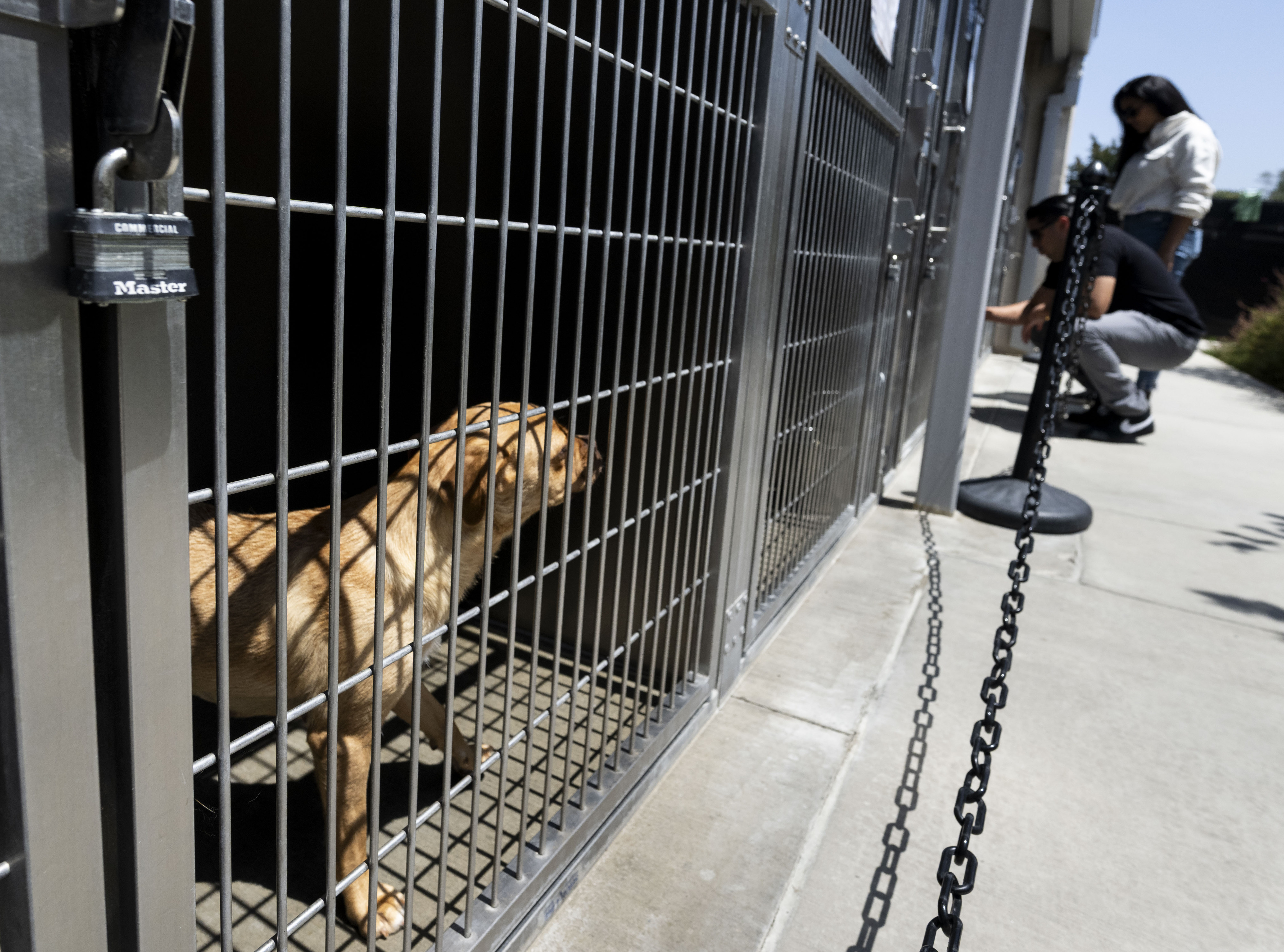 People visit some of the adoptable dogs at OC Animal...