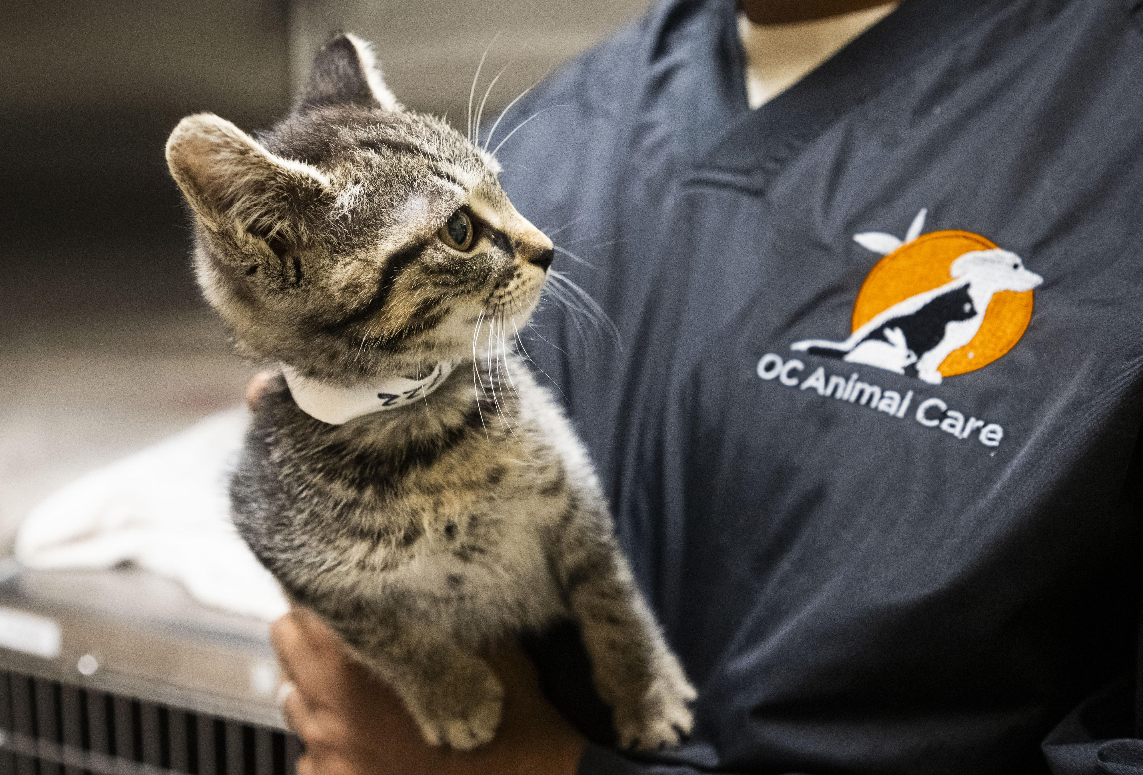 Zazie gets some attention at OC Animal Care in Tustin...