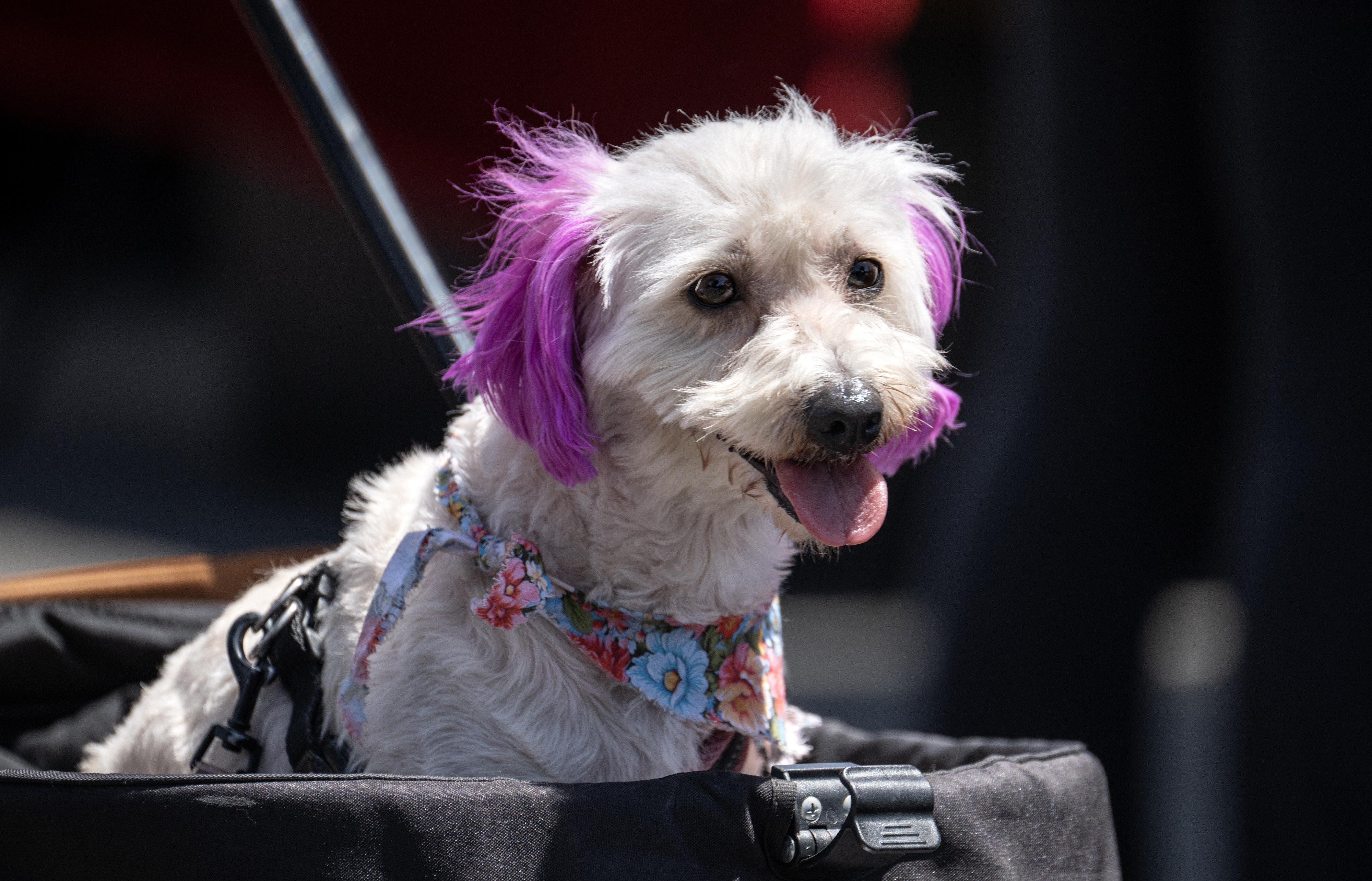 Bella Flufferton III of Dingleberry stands out in the crowd...