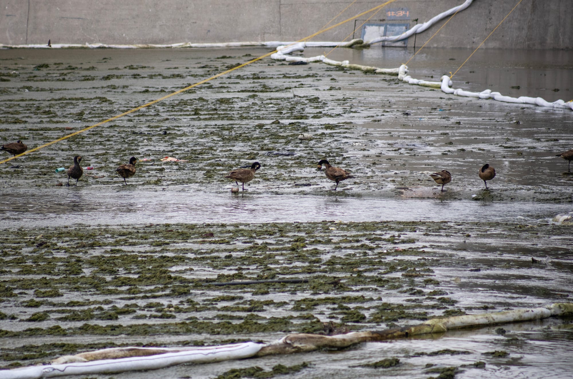 Geese stand in mud in a concrete channel near a long white inflatable tube.