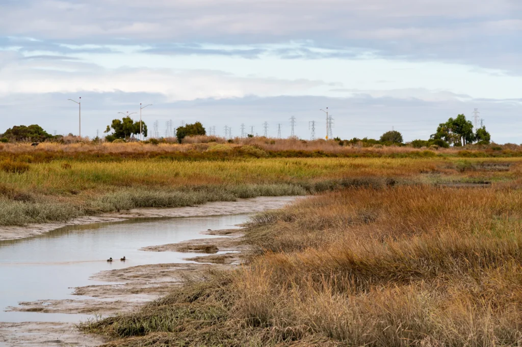 Wetlands and grass at a nature preserve in Palo Alto, California