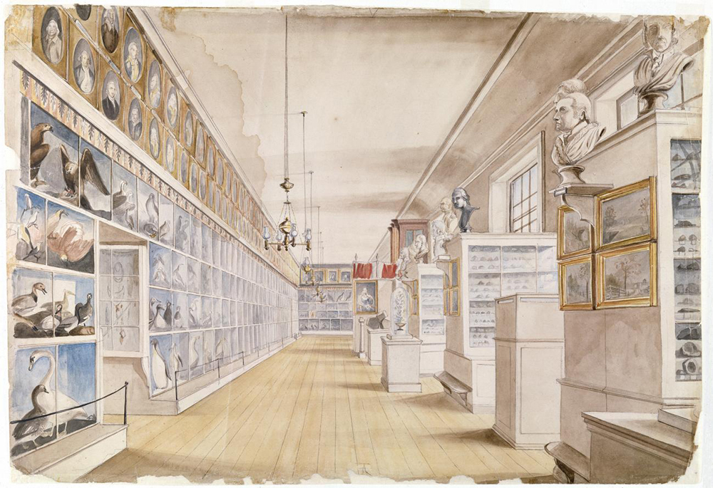 1822 watercolor sketch depicting the Long Room of Charles Willson Peale's Philadelphia Museum. It shows massive walls of glass display cases showcasing taxidermy birds and cabinets of minerals beneath rows of historical portraits.